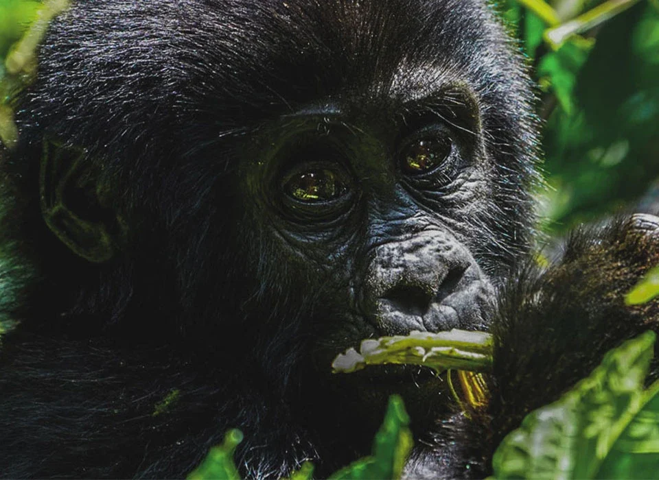 Why Conservation Makes Gorilla Trekking Prices Worth Every Dollar