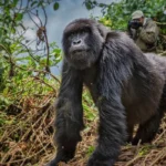 How to Reserve and Secure Your Gorilla Permits in Uganda and Rwanda