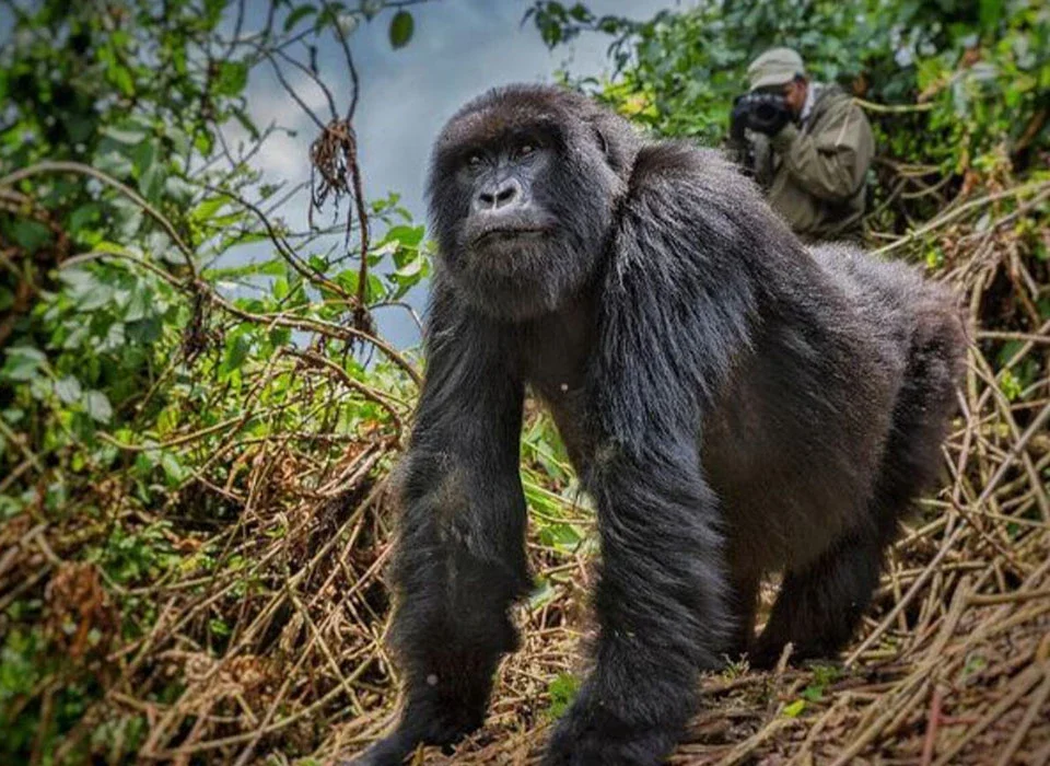 How to Reserve and Secure Your Gorilla Permits in Uganda and Rwanda