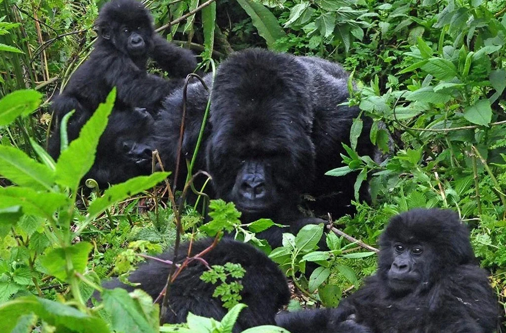 Is Gorilla Habituation More Physically Demanding?