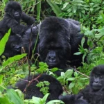 Is Gorilla Habituation More Physically Demanding?