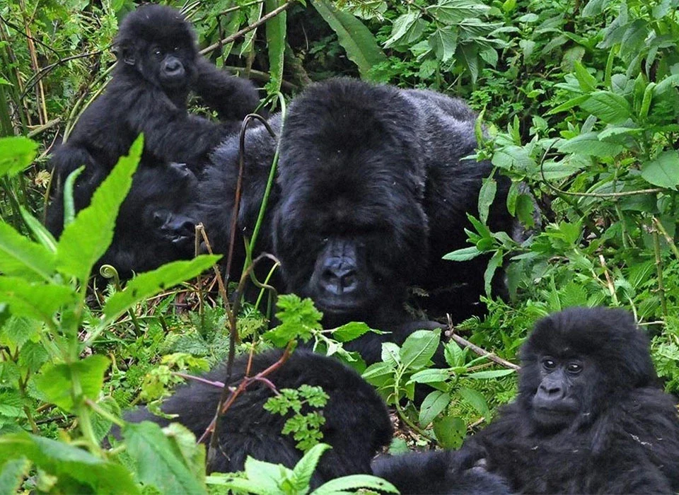 Is Gorilla Habituation More Physically Demanding?
