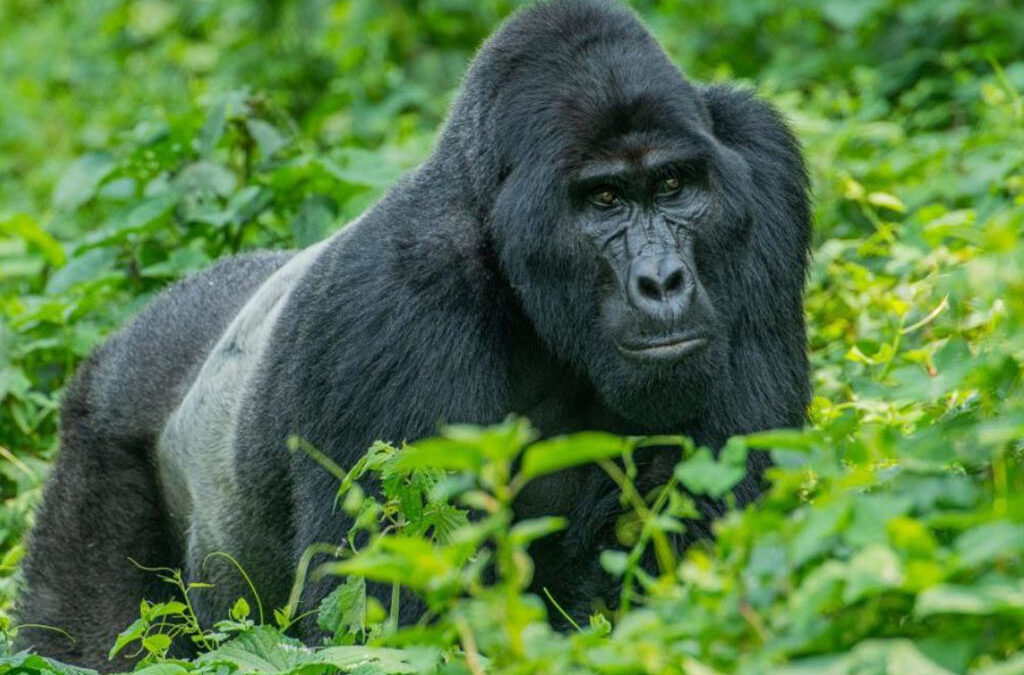 Best Time for Gorilla Trekking in 2026