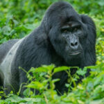 Best Time for Gorilla Trekking in 2026