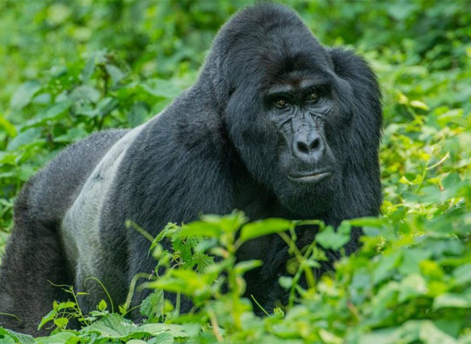Best Time for Gorilla Trekking in 2026