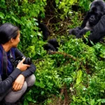 Easiest Gorilla Families to Trek in Uganda
