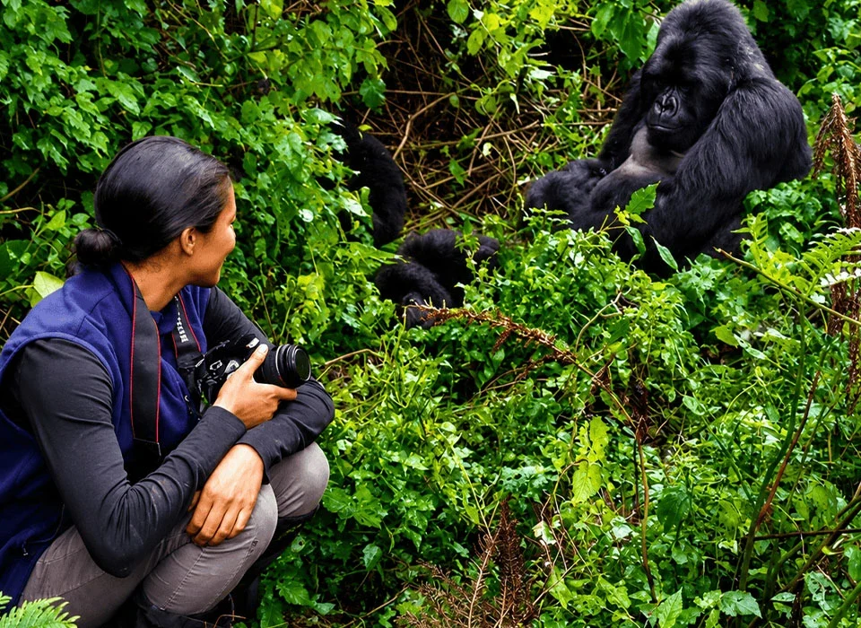 Easiest Gorilla Families to Trek in Uganda