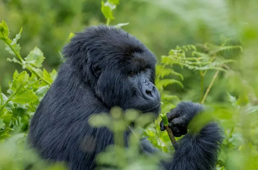Gorilla Trekking Tours for Solo Travelers in Uganda and Rwanda
