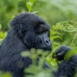 Gorilla Trekking Tours for Solo Travelers in Uganda and Rwanda