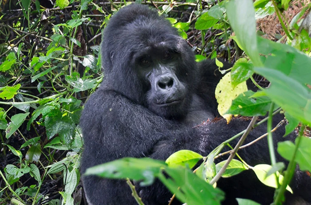 Rules and Regulations for Gorilla Trekking in Uganda