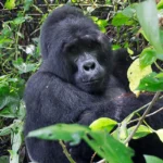 Rules and Regulations for Gorilla Trekking in Uganda