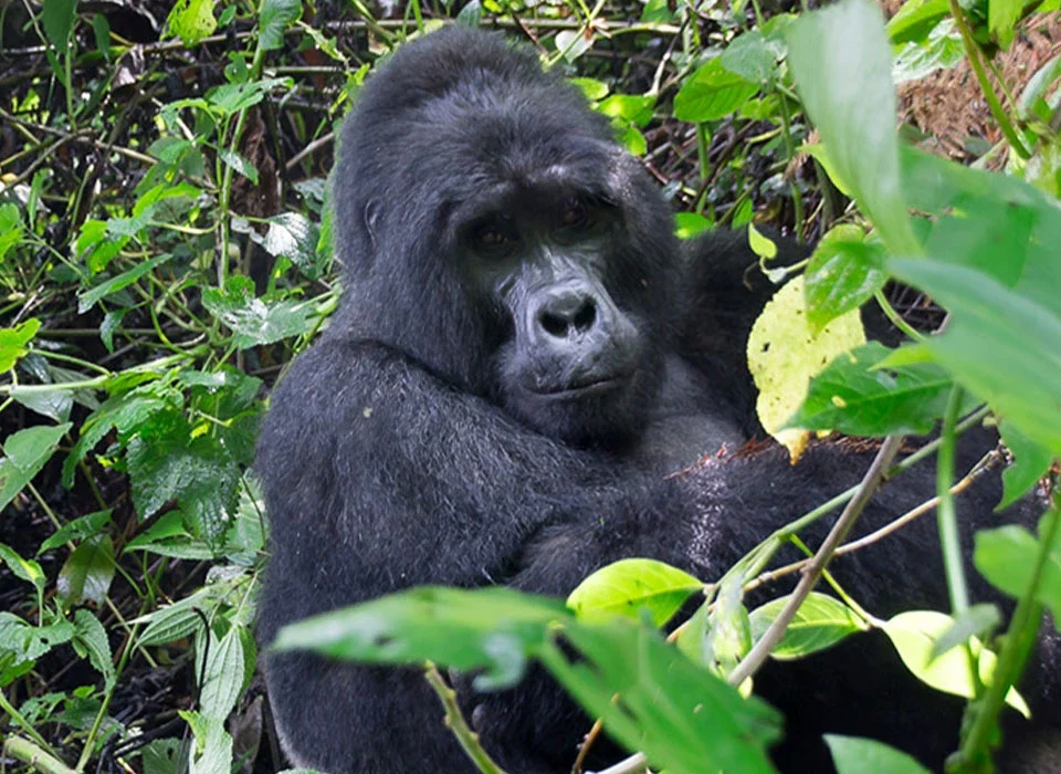 Rules and Regulations for Gorilla Trekking in Uganda