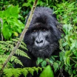 3-Day Rwanda Gorilla Trekking Safari
