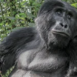 A Wild Encounter with Gorillas in Uganda