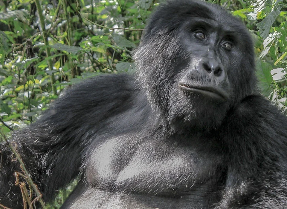 A Wild Encounter with Gorillas in Uganda