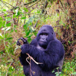 Comparing Mgahinga National Park and Bwindi Impenetrable National Park
