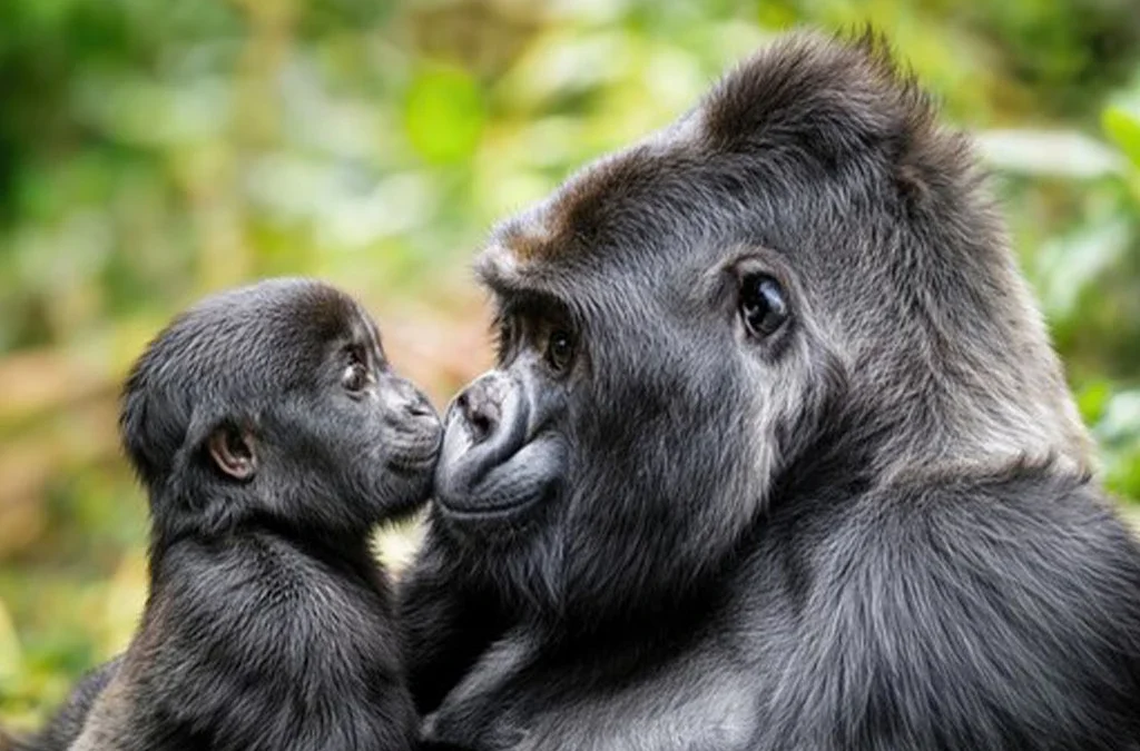 Fascinating Facts About Silverback Gorillas