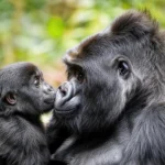 Fascinating Facts About Silverback Gorillas