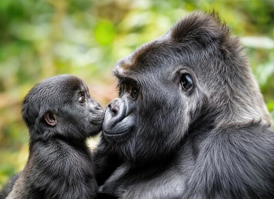 Fascinating Facts About Silverback Gorillas