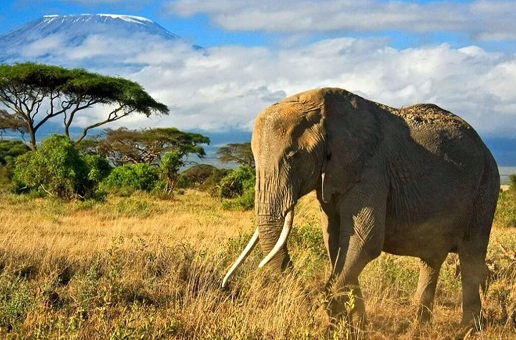 Top Reasons Why Kenya Is Africa's Leading Safari Destination
