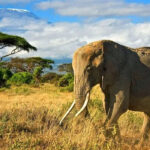 Top Reasons Why Kenya Is Africa's Leading Safari Destination