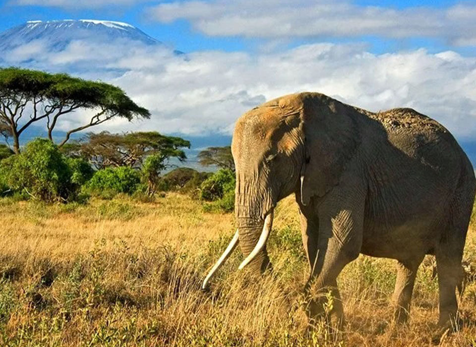 Top Reasons Why Kenya Is Africa's Leading Safari Destination