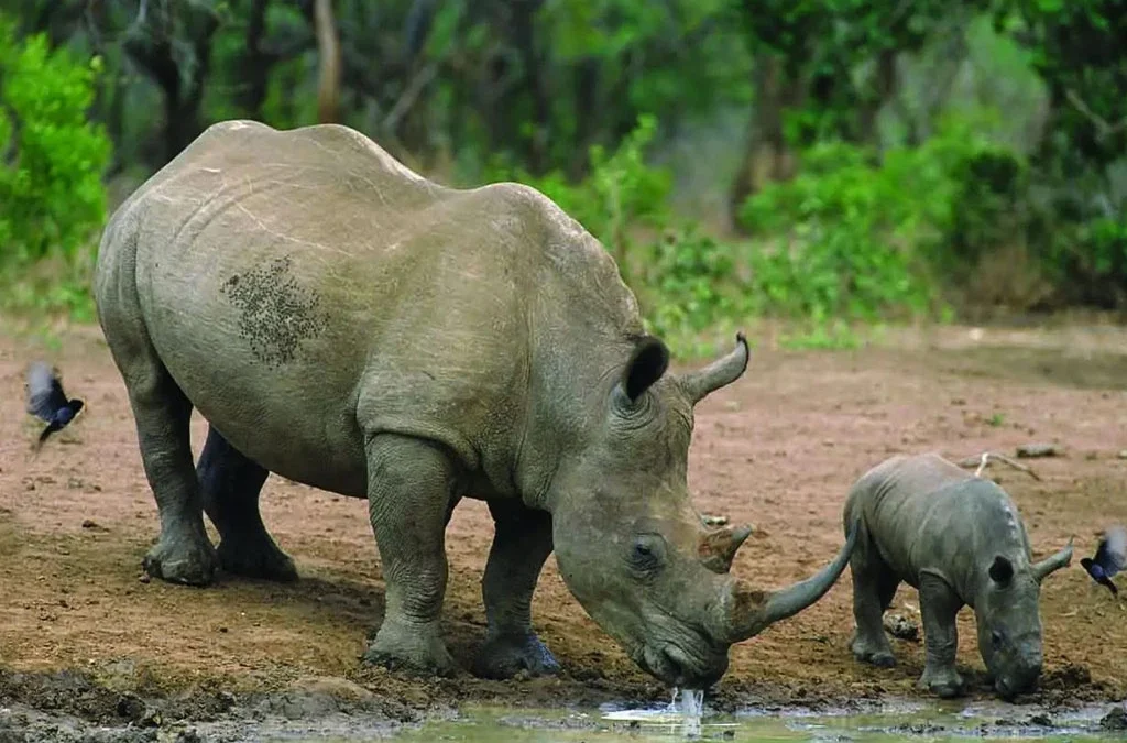 Activities at Ziwa Rhino Sanctuary