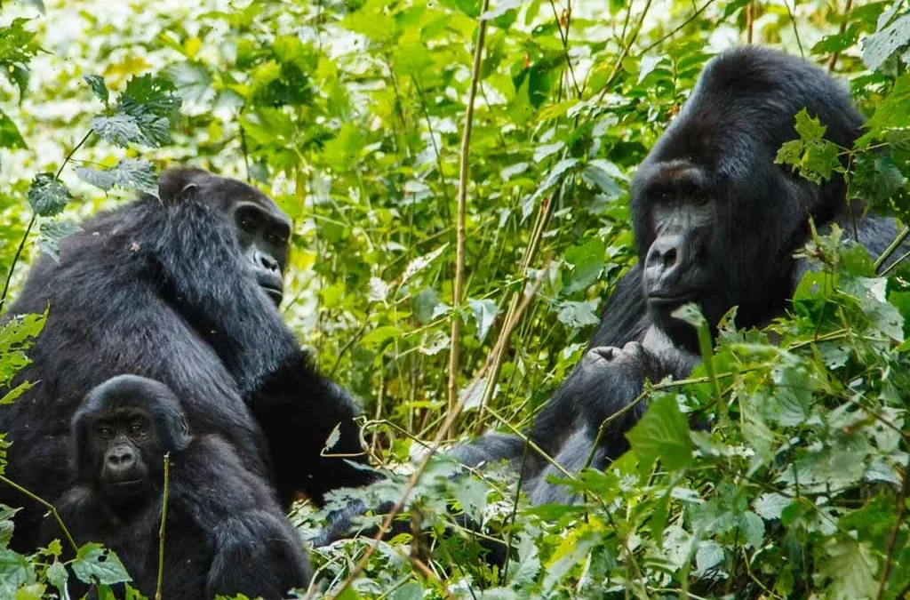 2 Days Rwanda Gorilla Experience