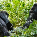 2 Days Rwanda Gorilla Experience
