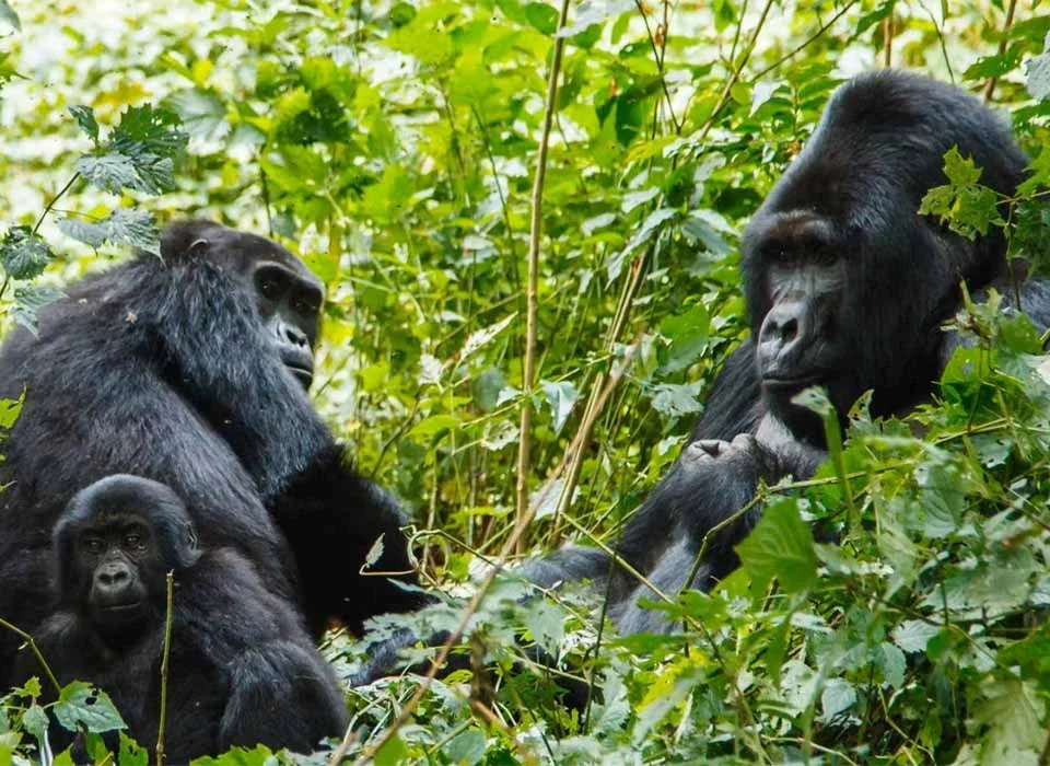 2 Days Rwanda Gorilla Experience