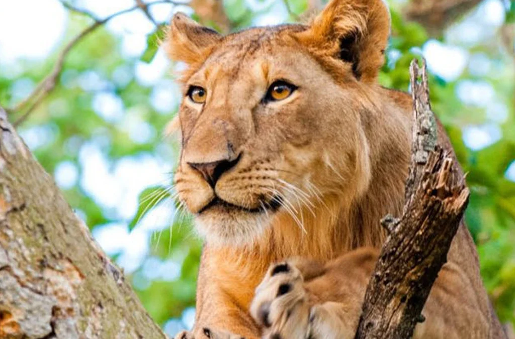 Best Places to Find Lions in Uganda