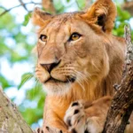 Best Places to Find Lions in Uganda