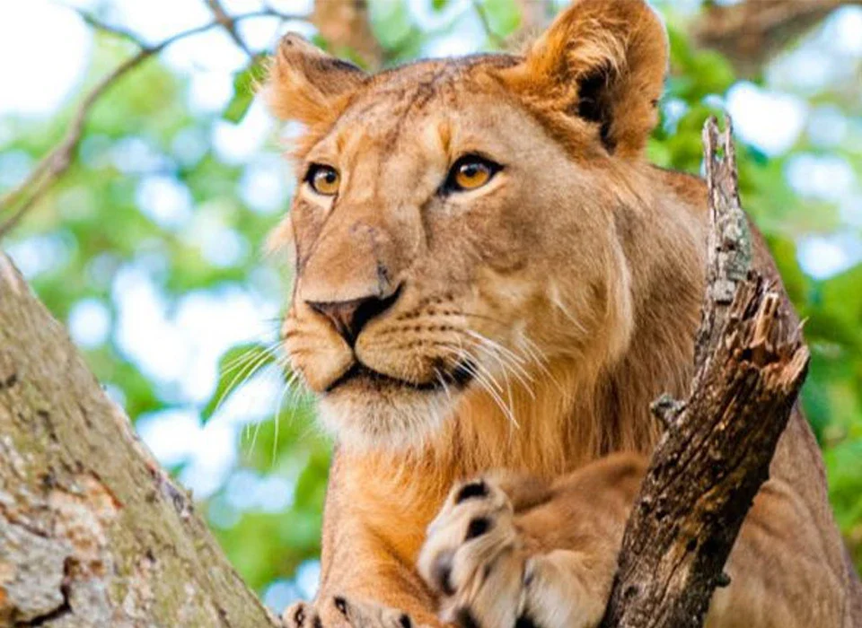 Best Places to Find Lions in Uganda