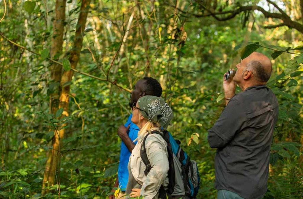 What to Do After Chimpanzee Trekking in Kibale National Park