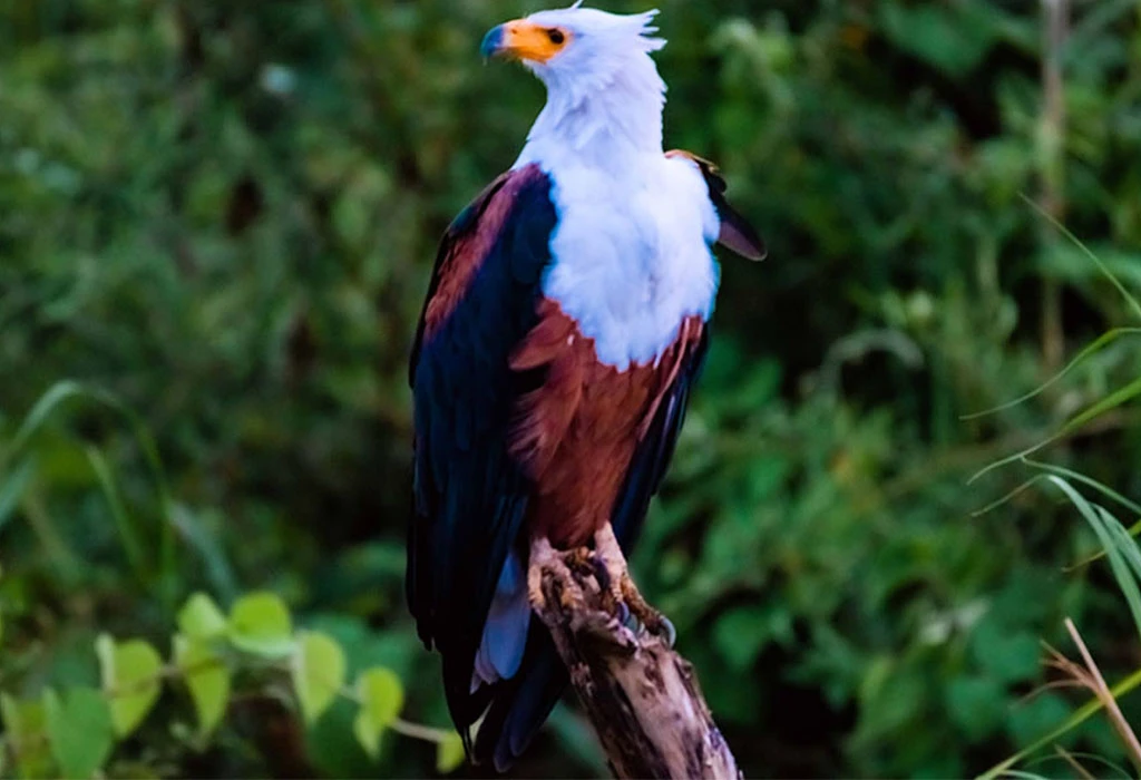 Discover how birdwatching enhances Rwanda–Uganda safaris with top birding destinations, gorilla trekking, wildlife experience