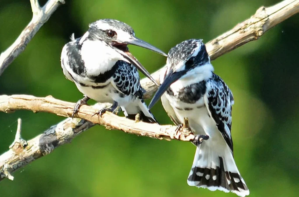 Best Birding Sites in Uganda