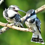 Best Birding Sites in Uganda