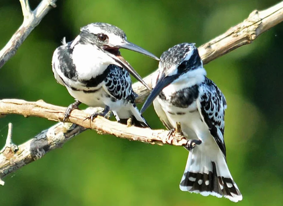 Best Birding Sites in Uganda