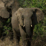 Budget Safari in Uganda and Rwanda