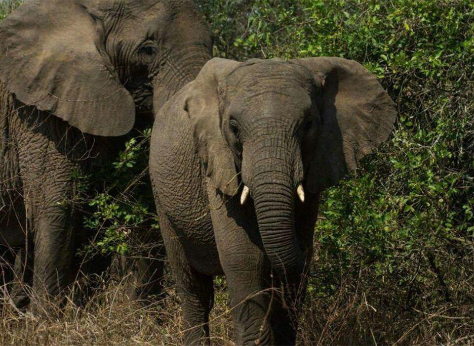 Budget Safari in Uganda and Rwanda