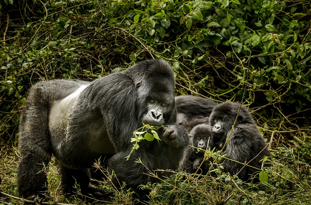 How Do I Book a Budget Safari in Rwanda?