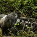 How Do I Book a Budget Safari in Rwanda?