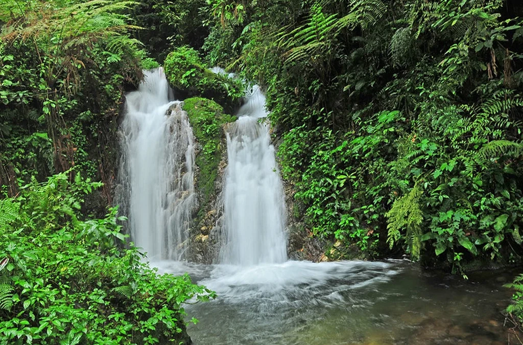 Bizenga River in Bwindi Forest
