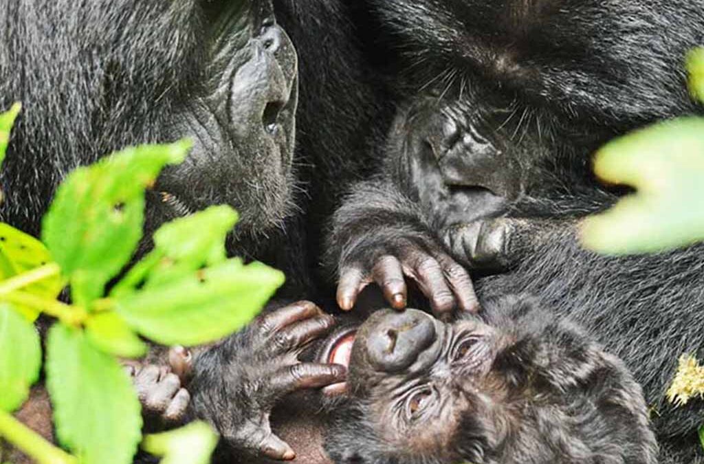 Double Gorilla Trekking in Uganda