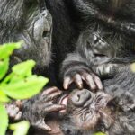 Double Gorilla Trekking in Uganda