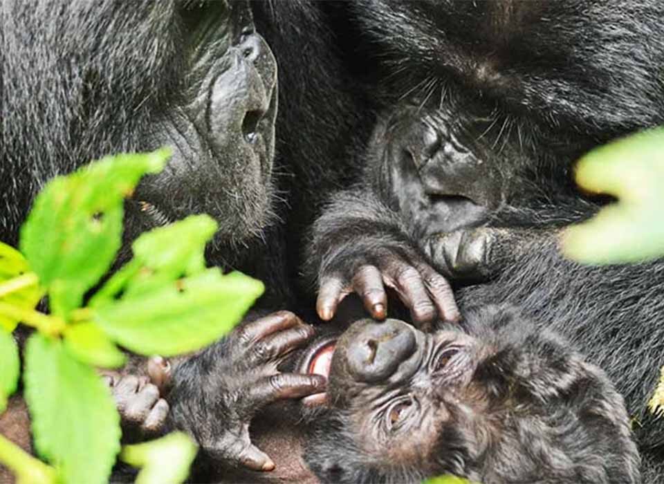 Double Gorilla Trekking in Uganda