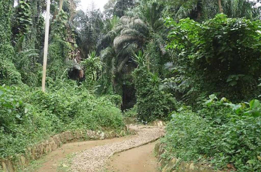 Entebbe Botanical Gardens Adventure