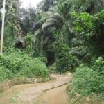 Entebbe Botanical Gardens Adventure