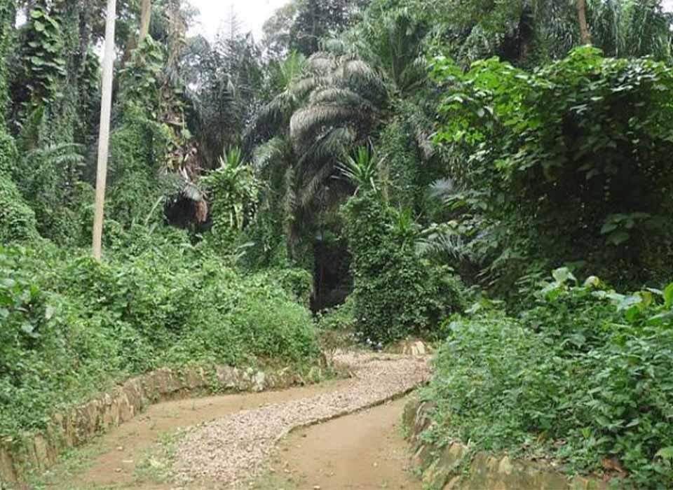 Entebbe Botanical Gardens Adventure