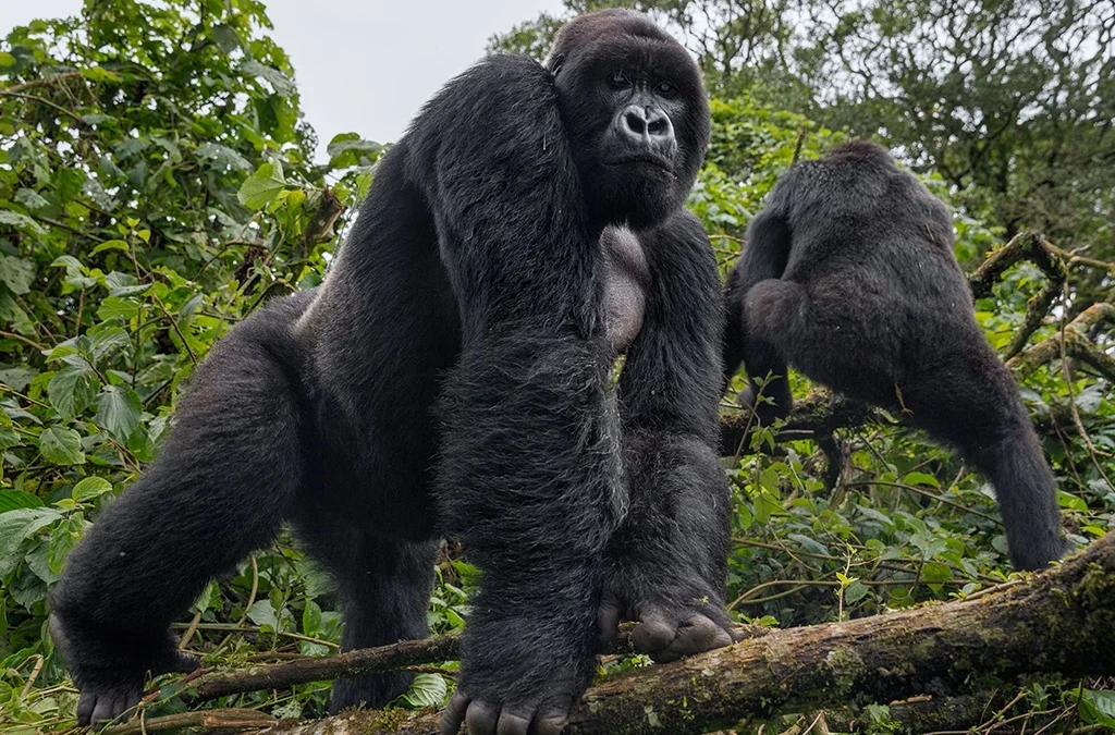 What Illnesses Do Gorillas Suffer From?